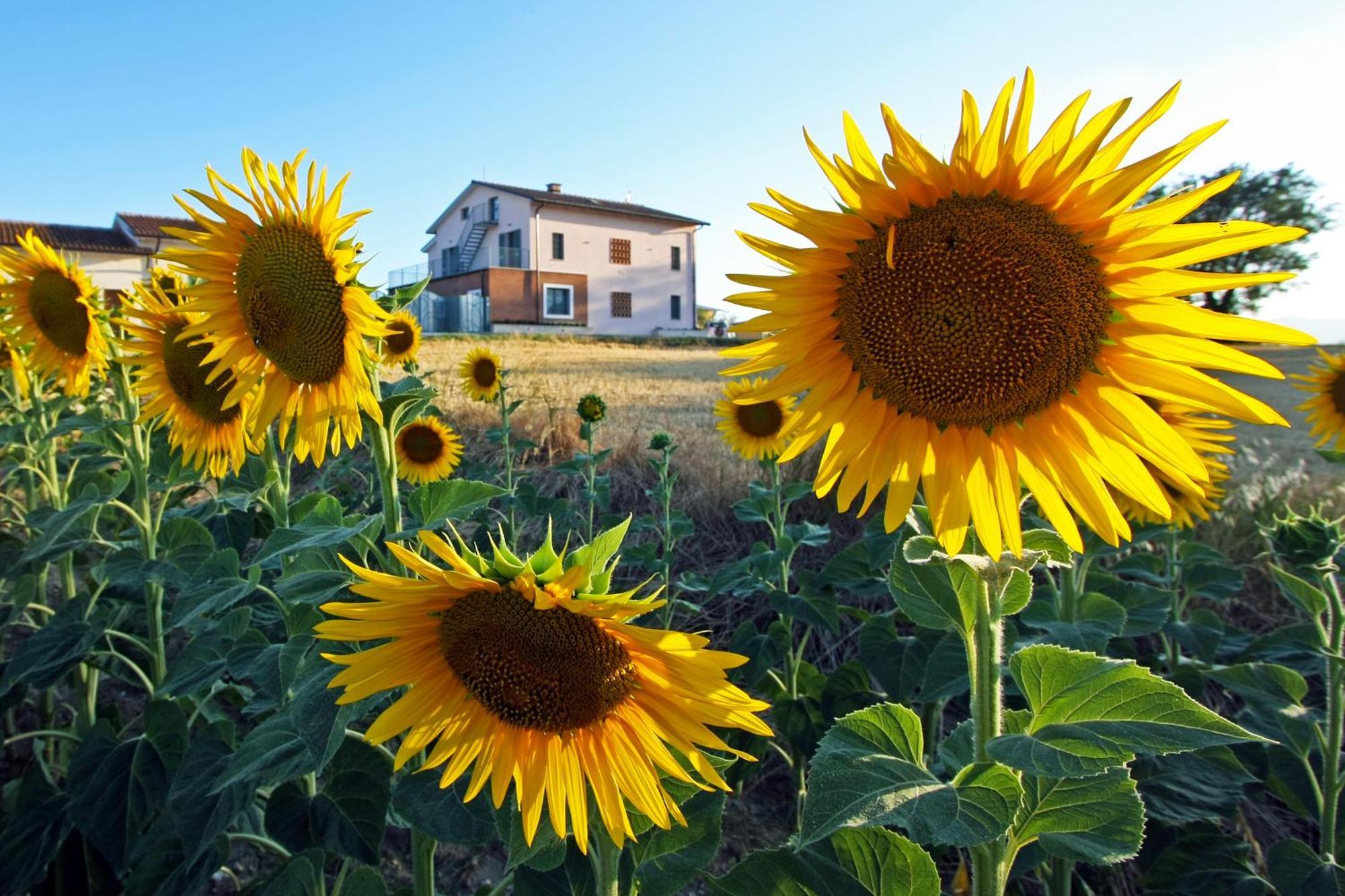 La Collina Del Girasole Villa Montecastrilli Eksteriør billede